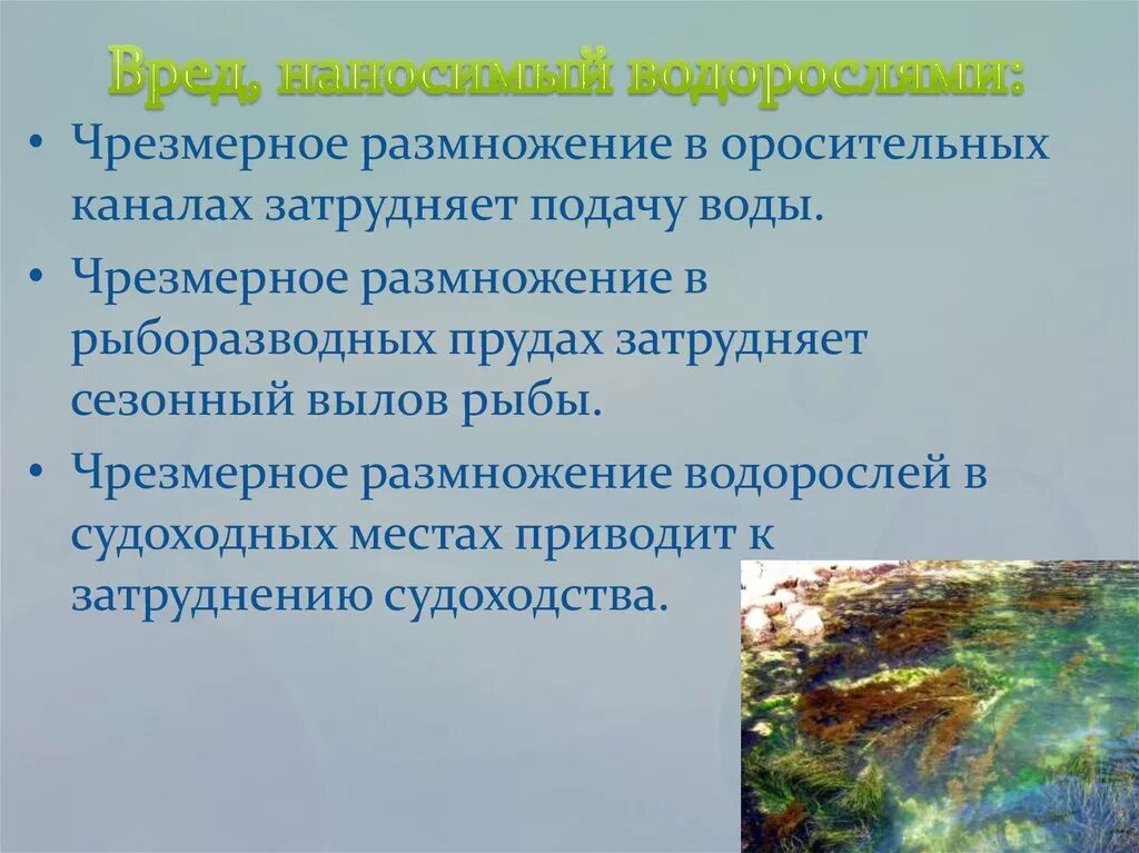 Каково значение ламинарии в жизни человека. Вредные и полезные водоросли. Водоросли в природе и жизни человека. Причиняемый вред водорослей. Роль водорослей в жизни и деятельности человека.