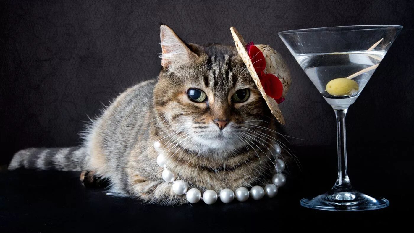 Коты любят оливки. Кот и оливки. кошка оливка. кот с сигарой. коты и оливки.