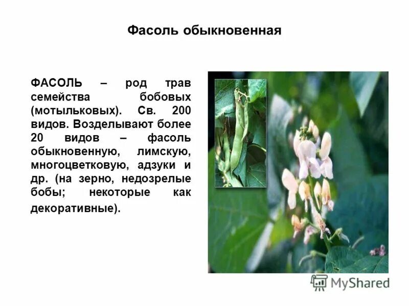 фасоль растение. чем полезна фасоль для организма. фасоль для детей чем полезна. плоды бобы бобовых растений. к какому семейству относится фасоль.