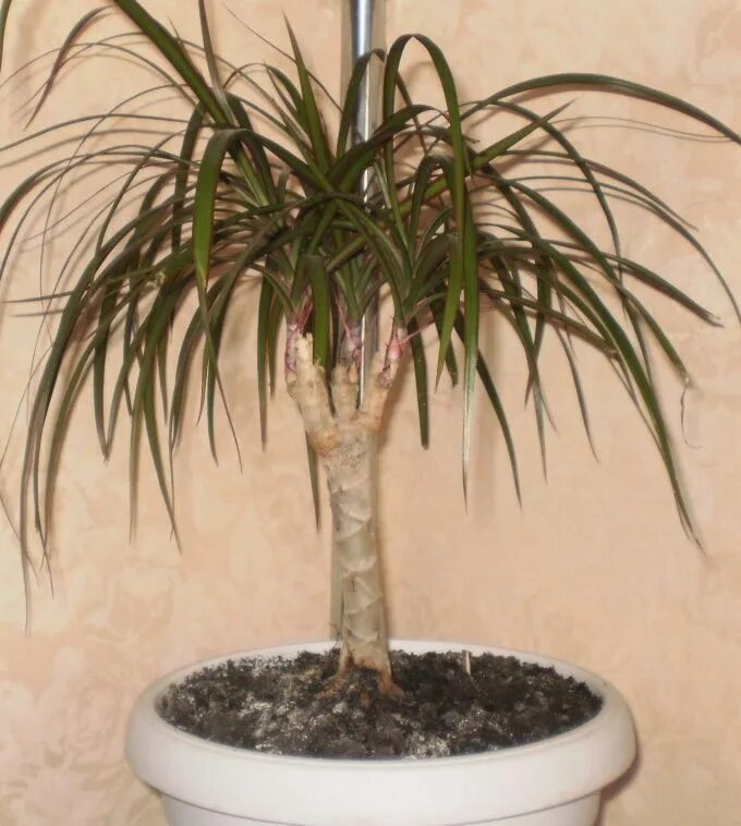 Драцена маргината обрезание. Как формировать драцену. Драцена маргината полив. Драцена формирование ствола. Драцена ложная пальма.