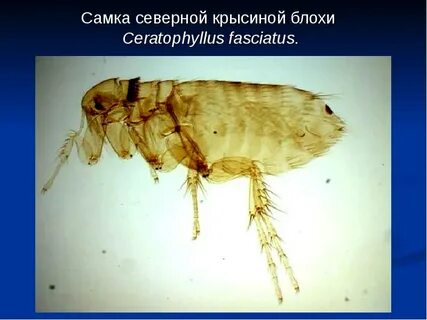 Крысиные блохи