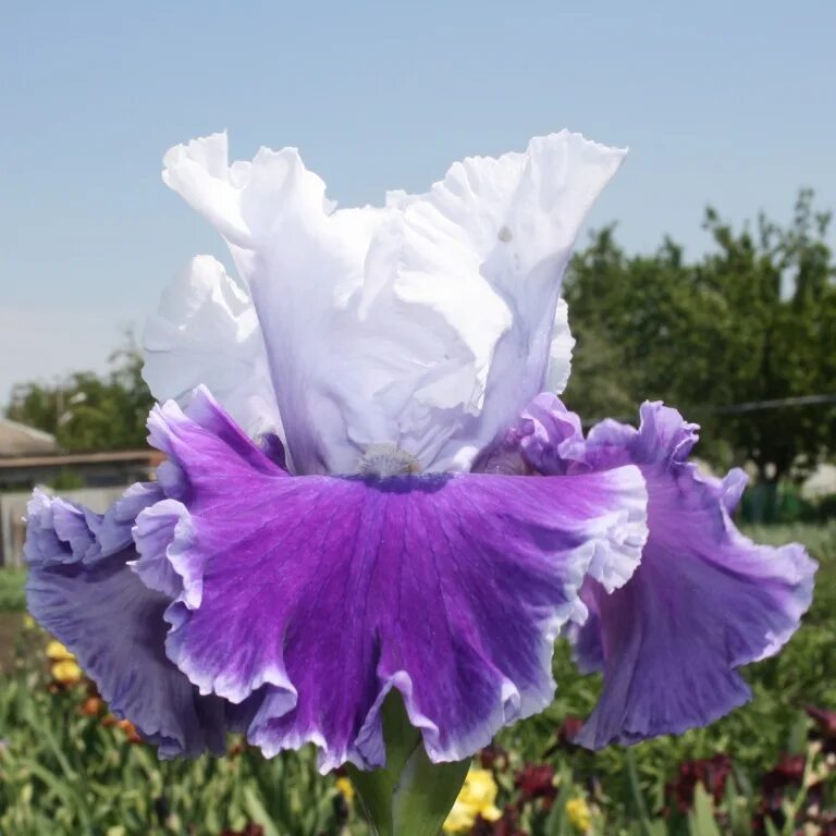 Star iris. Ирис сибирский нагаребоши. Ирис свивел хипс. Star iris. Tickety boo ирис.