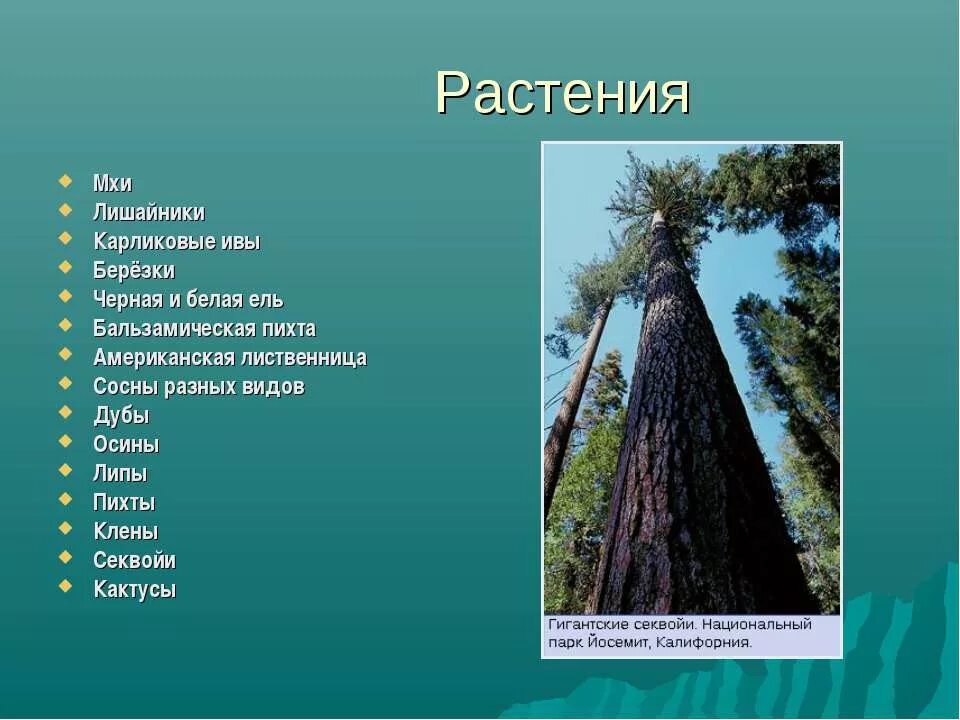 Растительный мир Северной Америки представители. Растения материка Северная Америка. Растения Северной Америки список. Расстениясеверной Америки. Растительный мир северной америки 7 класс