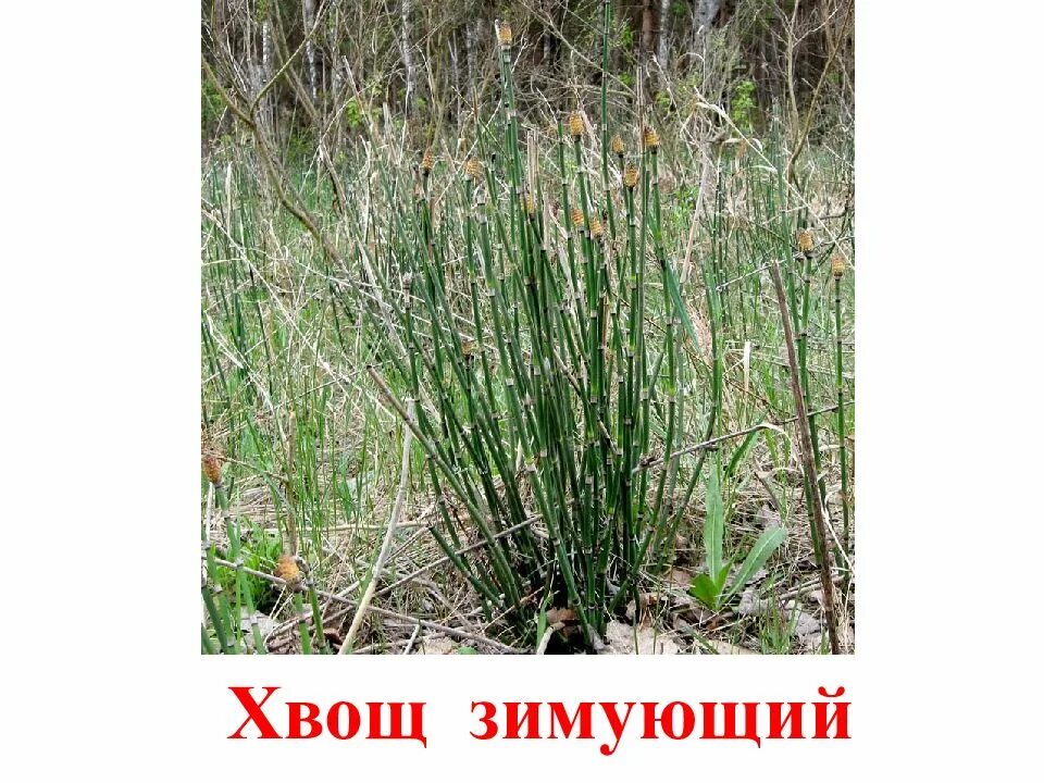 Как зимует хвощ. Хвощ зимующий. хвощ полевой хвощ зимующий. хвощ вечнозеленый зимующий. хвощ зимующий зимой.