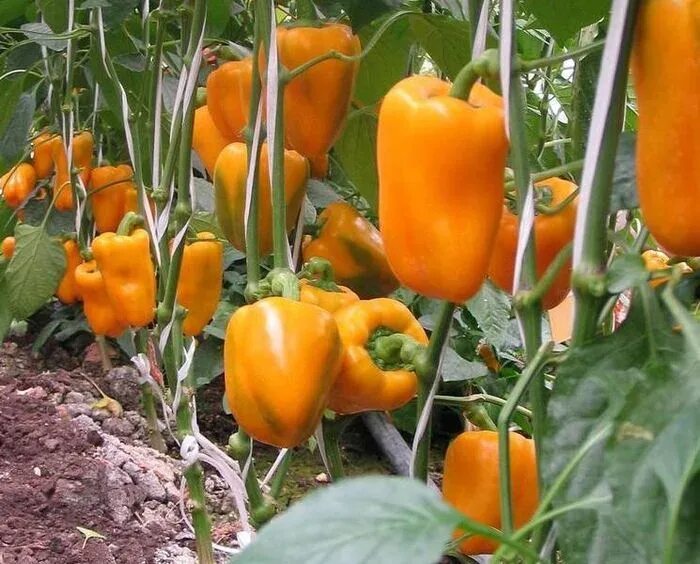 Высокорослые сорта перца сладкого. Урожайные сорта перцев для урала. Высокорослые сорта перца сладкого. Сорт перца арра. Болгарский перец - сорт атлантик.