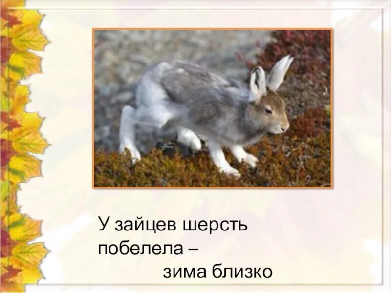 Линька зайца беляка. У зайца шерсть побелела зима близко. Заяц линяет. Заяц Беляк весной.