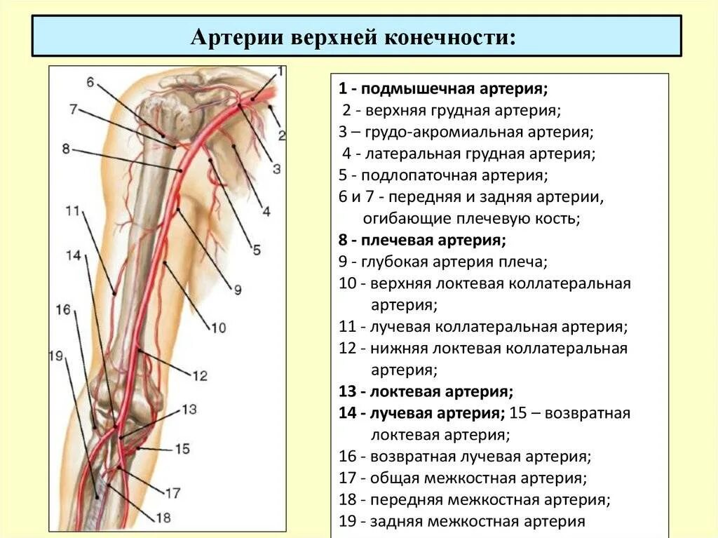 Подключичный тромбоз. Сосуды верхней конечности топографическая анатомия. Схема артериального кровотока верхней конечности. Артерии верхней конечности схема. Артерии верхней конечности анатомия схема.
