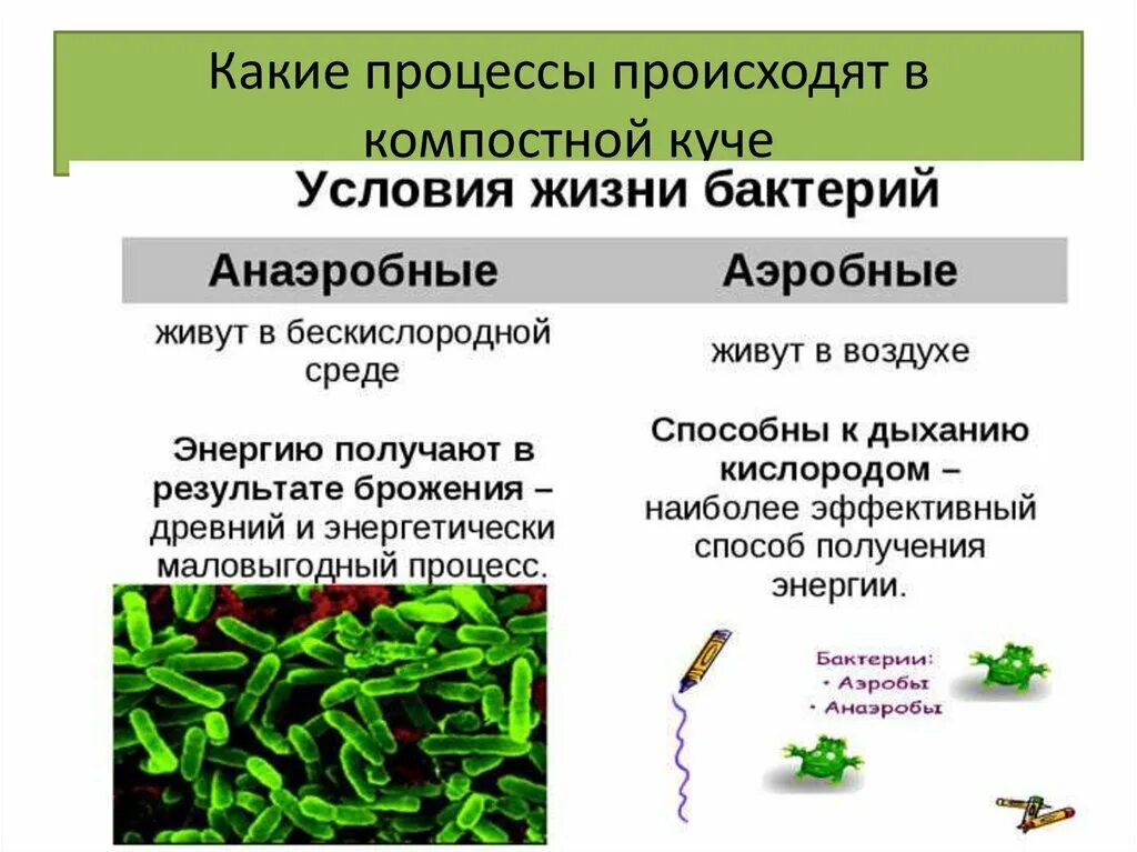 Аэробы и анаэробы микроорганизмы. Аэробы и анаэробные бактерии. Понятие об аэробах и анаэробах. Бактерии аэробы.