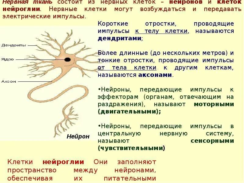 Вспомогательные нервные клетки. Нервная ткань строение ткани. Нервная ткань расположение строение функции. Тип ткани нервная строение и функции. Ткани человека и их функции нервная.