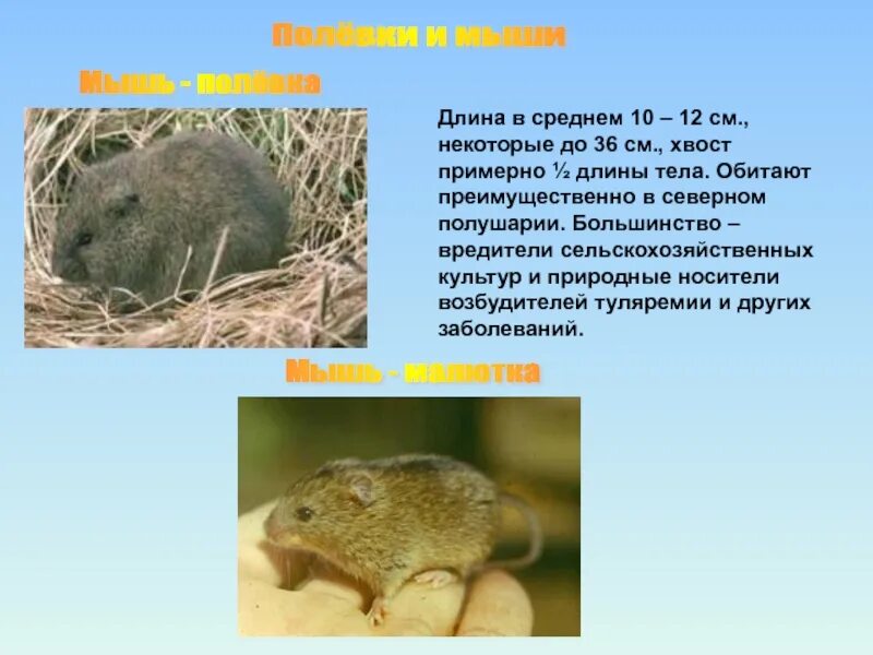 Сообщение о животном луга 4 класс окружающий. Полёвка обитатель луга-. мышь описание. информация о полевой мыши. доклад про мышь.