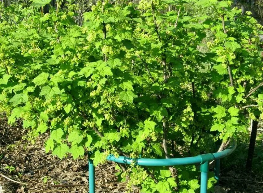 Подкормка кусты смородины кусты смородины