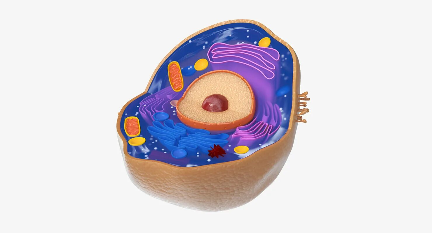 Cells modeling