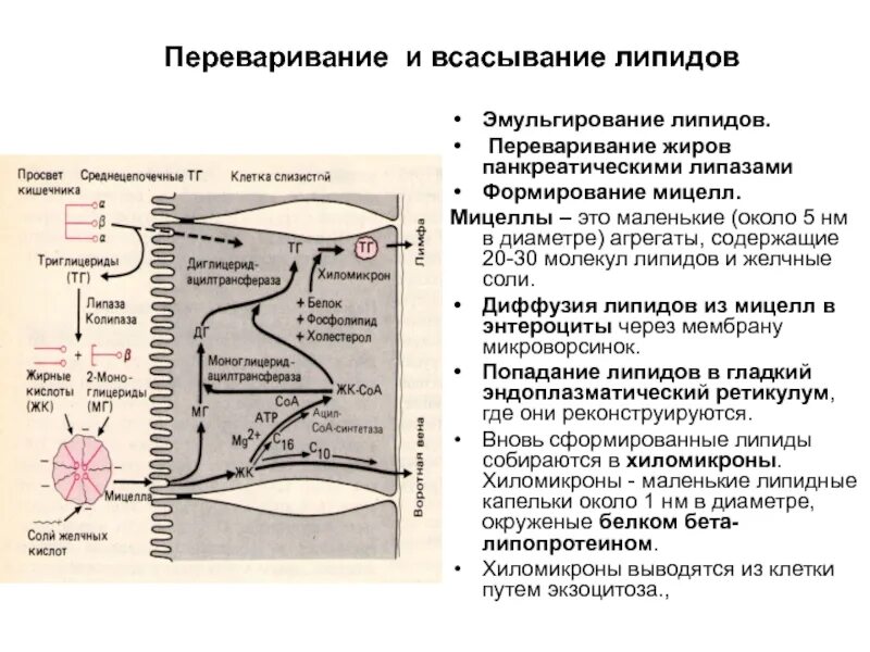 Расщепление липидов последовательность. Переваривание и всасывание липидов схема. Переваривание липидов биохимия схема. Схема расщепления липидов. Механизмы всасывания в ЖКТ физиология.