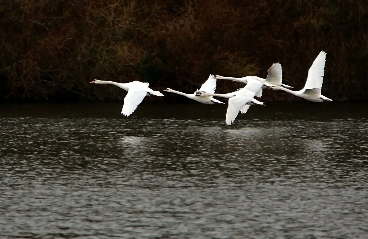 кредо стаи лебедей летят. птицы в небе. журавль в небе. стая перелетных птиц. лебеди улетают.