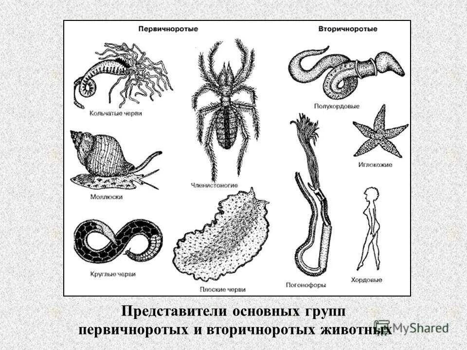 Эволюция трехслойных животных. Кольчатые черви Первичноротые. Плоские черви - Тип первичноротых беспозвоночных. Кольчатые черви вторичноротые. Круглые черви Первичноротые или вторичноротые.