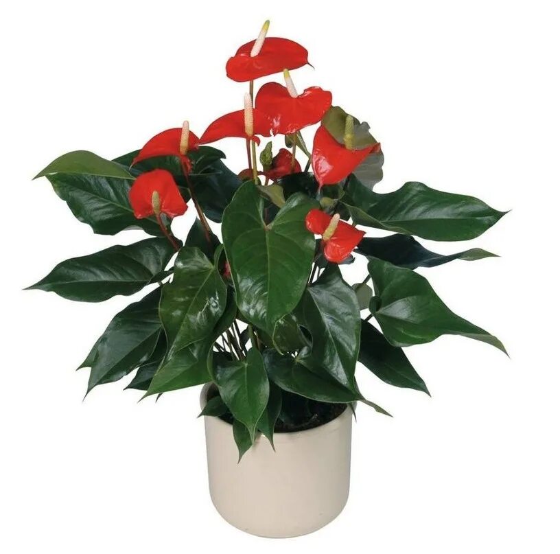 антуриум антедезия пинк. спатифиллум и антуриум. филодендрон голден ксанаду. антуриум андре колорадо. комнатный цветок т.