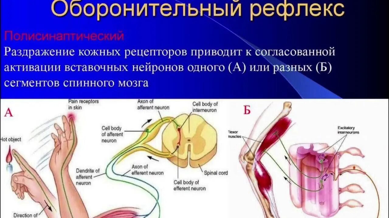 Рефлекс живого. Безусловный оборонительный рефлекс. Оборонительный рефлекс физиология. Полисинаптические спинальные рефлексы. Рефлекторная дуга кожного болевого рефлекса человека.