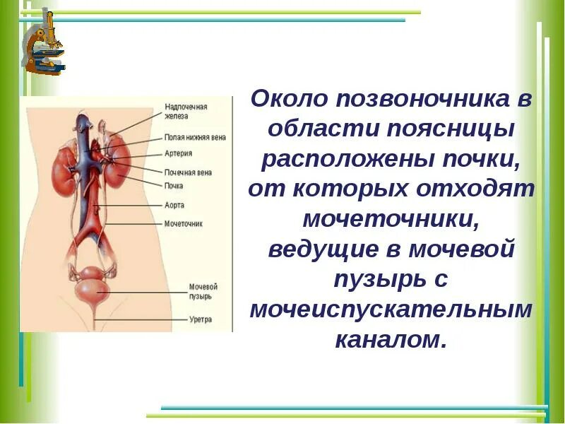 От почек отходят. Артерии почки анатомия схема. Половая система птиц схема. Функции мочеточника анатомия. Сфинктеры мочеточника.