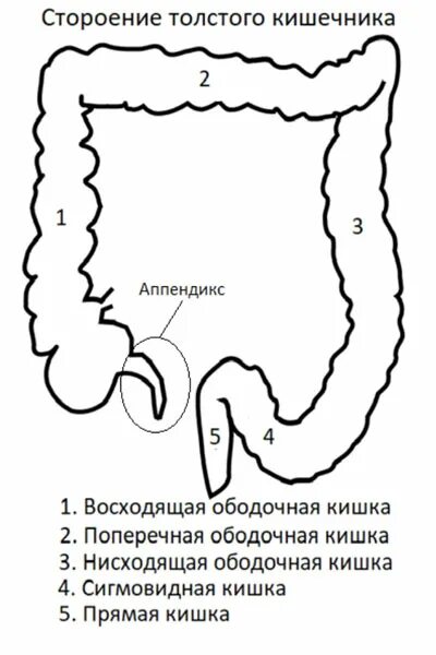 Сигмовидный отдел толстой. Отделы Толстого кишечника ободочная кишка. Восходящий отдел толстой кишки анатомия. Кишечник восходящий отдел толстой кишки. Отделы Толстого кишечника рисунок.