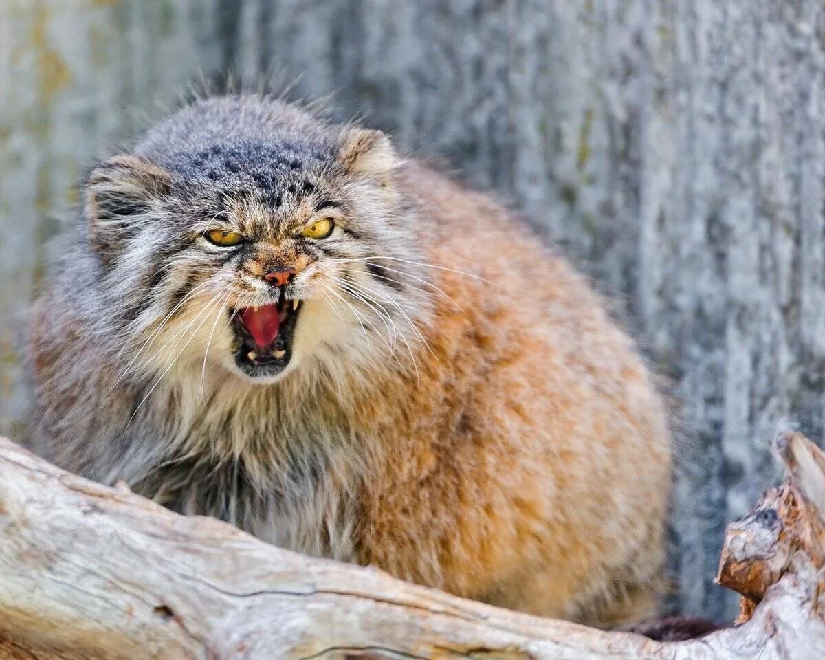 Манул (палласов кот). Горный кот Манул. Дикий Лесной кот Манул. Тибетский Манул.