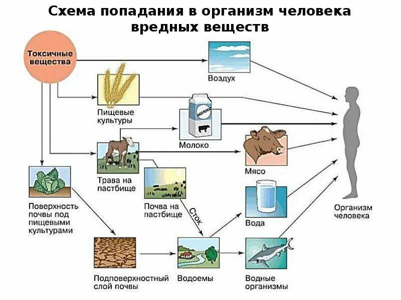 Почвы воздух продукты питания