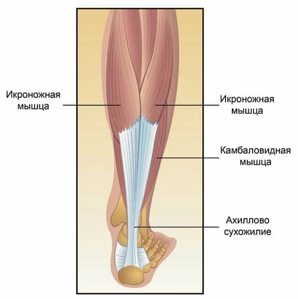 Икроножная и камбаловидная. Сухожилия икроножной мышцы анатомия. Икроножная мышца строение анатомия. Камбаловидная мышца голени анатомия икроножной.