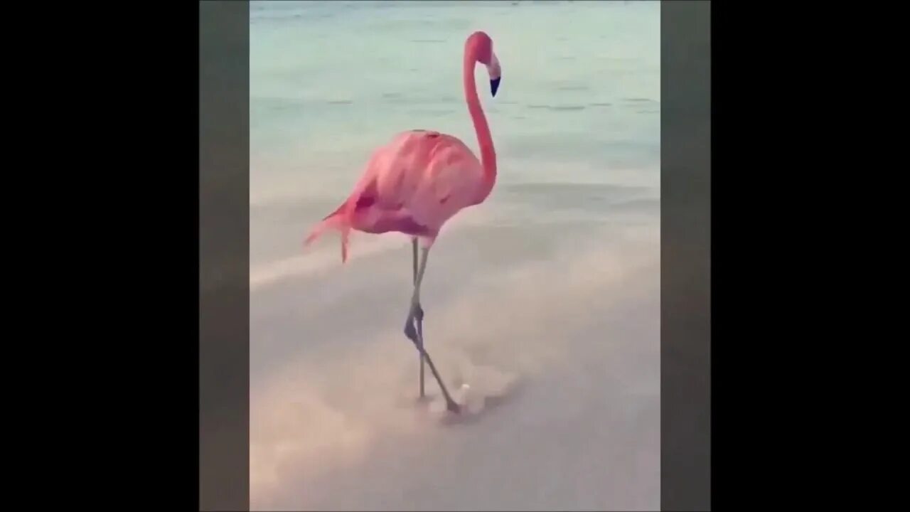 Танец фламинго видео. Розовый фламинго смотреть онлайн. Зверобой 2 танец фламинго. Американец убил танцующего фламинго. Фламинго gif танец.