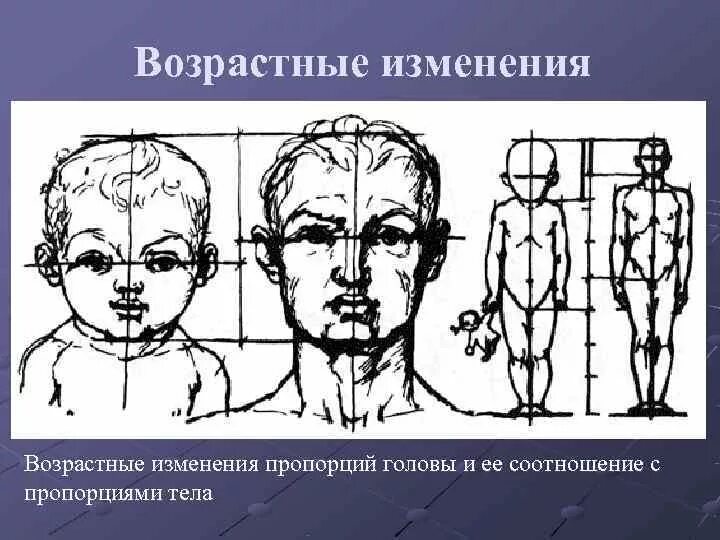 Сколько голов в взрослом человеке. Пропорции головы ребенка и взрослого. Возрастные изменения пропорций тела. Пропорции тела ребенка. Пропорции лица и тела ребенка.