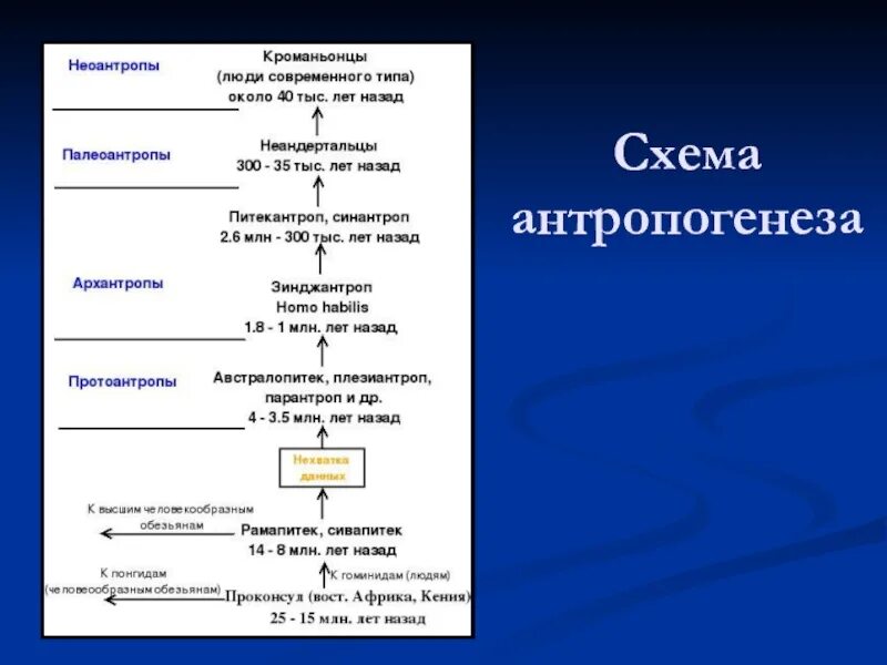 Основные этапы эволюции приматов. Этапы антропогенеза блок схема. этапы антропогенеза человека. антропогенез схема дробышевский. блок схема антропогенез.