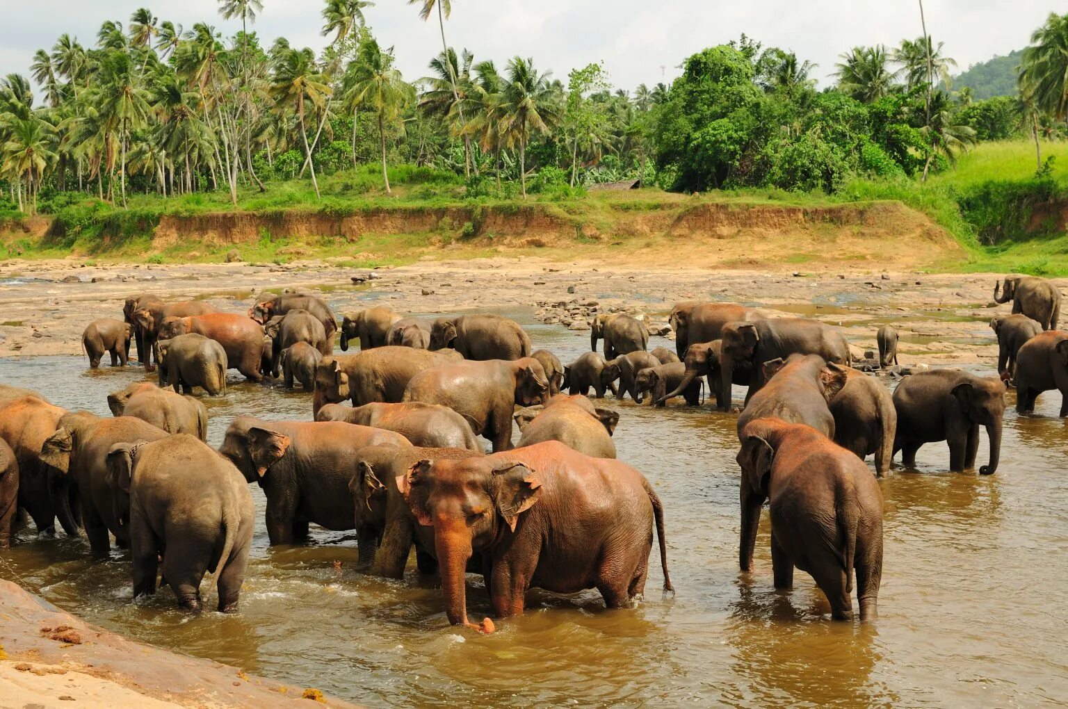 Пиннавела шри. Слоновий питомник Шри Ланка. Шри Ланка слоны Пинавелла. Шри Ланка приют Пиннавела. Зоопарк Пиннавела Шри Ланка.