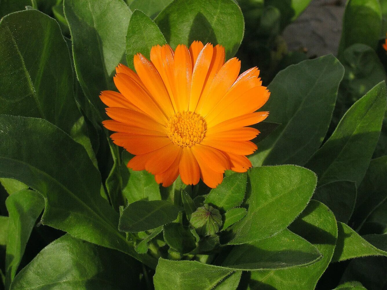 Календула марица. Календула лекарственная calendula. Лекарственные растения календула. Ноготки календула. Календула лекарственная (calendula officinalis).