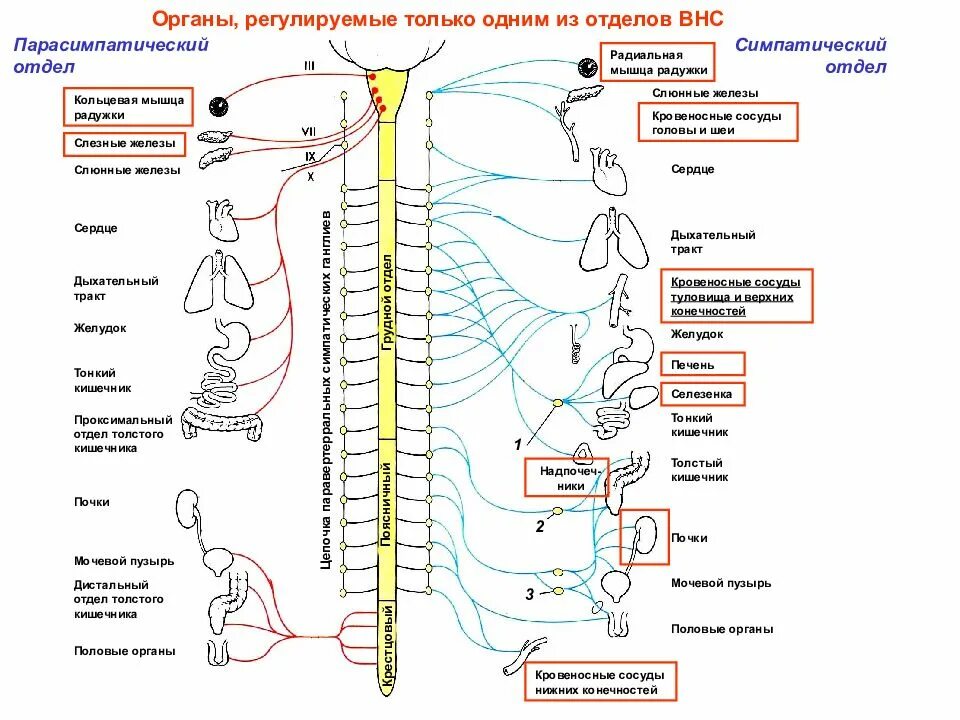 Укажите симпатические нервы. Парасимпатическая система и симпатическая система. Схема иннервации вегетативной нервной системы симпатического отдела. Структура симпатической и парасимпатической нервной системы. Симпатический парасимпатический отдел вегетативной нервной системы.