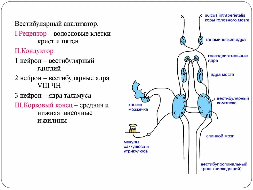 Вестибулярный проводящий путь схема. Строение вистибюрального анализатора. Структурно-функциональная схема вестибулярного анализатора. Проводниковый отдел слуховой сенсорной системы Нейроны.