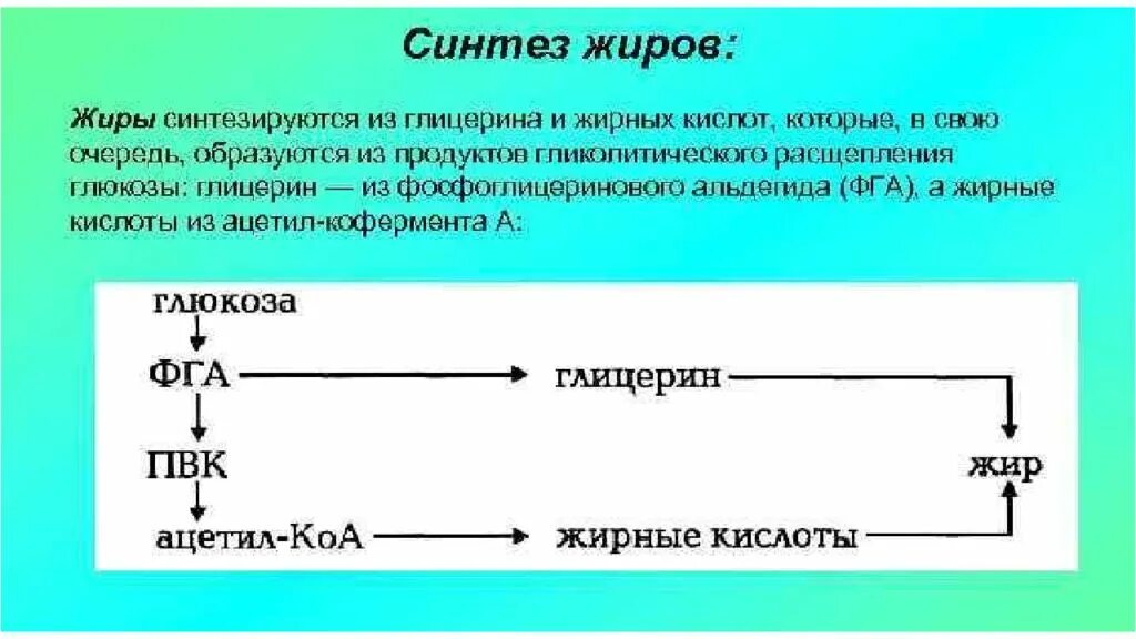 Синтез жиров происходит. Схема синтеза жирных кислот в печени. Биосинтез жирных кислот из Глюкозы. Схема синтеза жиров из углеводов в печени. Схема синтеза нейтральных жиров.