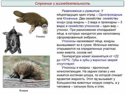 Какие черты характерны отряду яйцекладущие