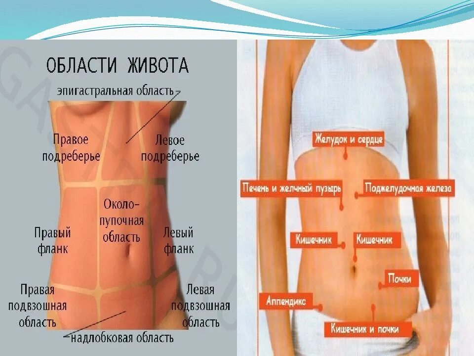 Дискомфорт в области правого подреберья. Живот части живота. Правое и левое подреберье. Болит в области живота.