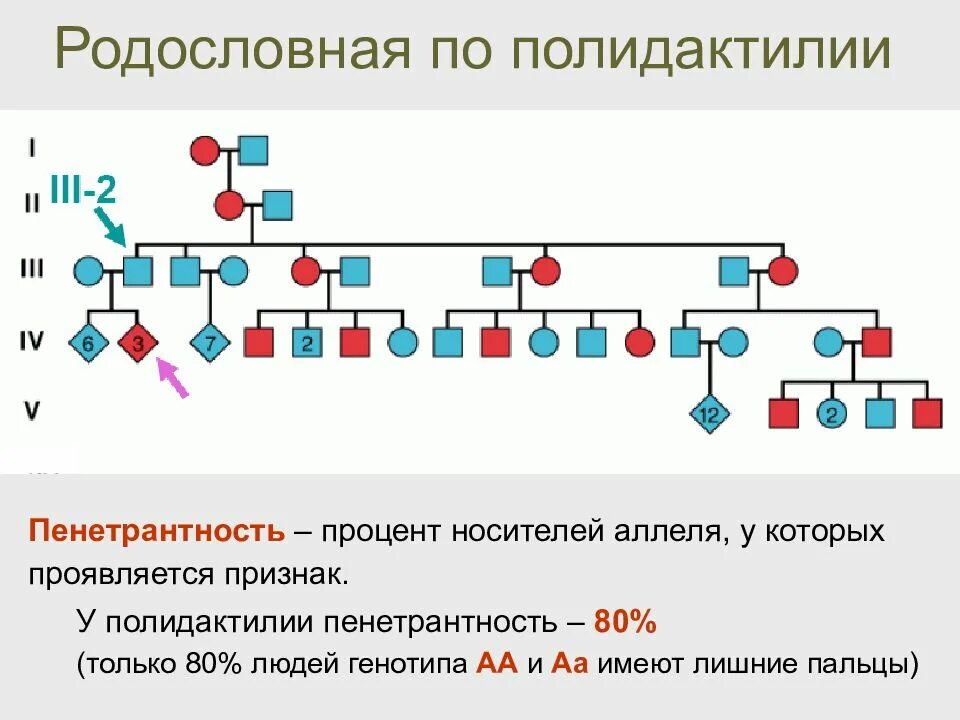 Полидактилия родословная. Родословная по признаку. Пенетрантность генов. Родословная пенетрантность.