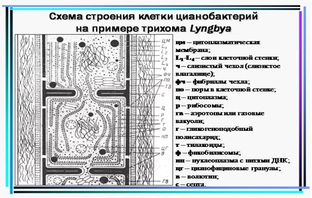 Организация строения клеток. Схема строения прокариотической клетки цианобактерий. Цианобактерии строение клетки. Цианобактерии строение. Схема строения клетки сине зеленой водоросли.