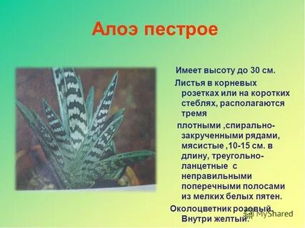 Алоэ признак приспособленности