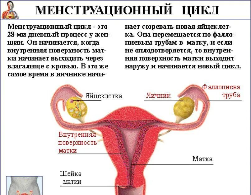 Как у женщины идут месячные. Менструационного цикла. Как происходит менструация. Процесс менструационного цикла.