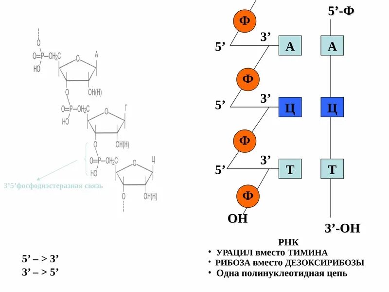 Рнк тимин урацил. Тимин и рибоза. ИРНК ураурл Тимин цепь. РНК урацил вместо.