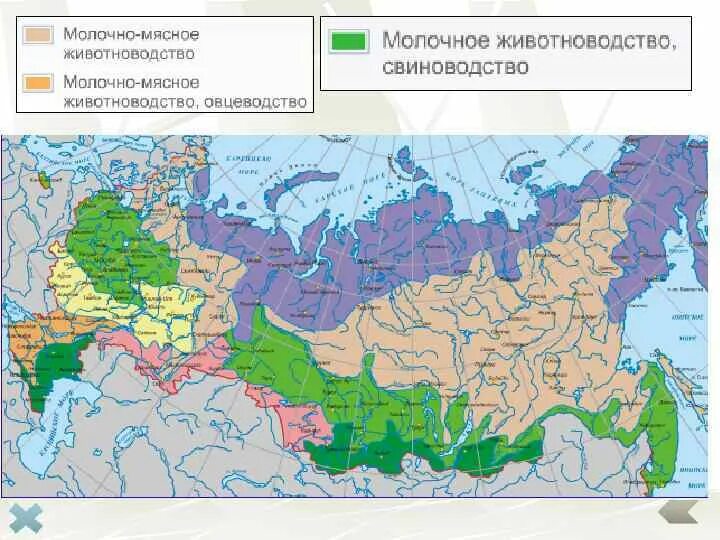 Карта сельскохозяйственных районов россии. На контурную карту нанесите основные животноводческие районы России. Районы молочно мясного скотоводства в России. Карта животноводства России. Основные животноводческие районы России.