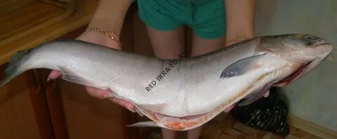 Жемчужная рыба