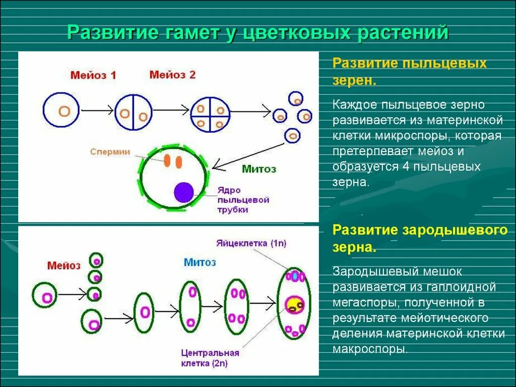 Схема размножения клеток. Жизненный цикл размножения мейоз. Митоз. Клеточный цикл митоз и мейоз. Мейоз образование гамет у растений.