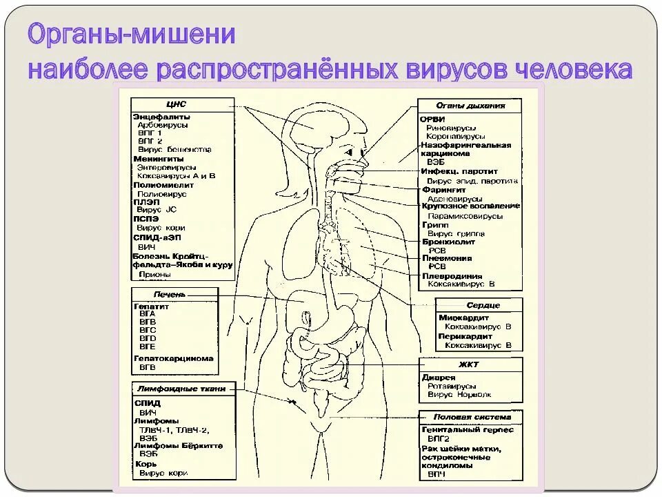 Функции органов мишеней