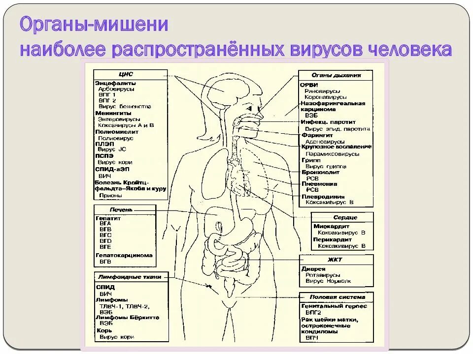 Наружные органы мишени. Органы мишени перечислить.