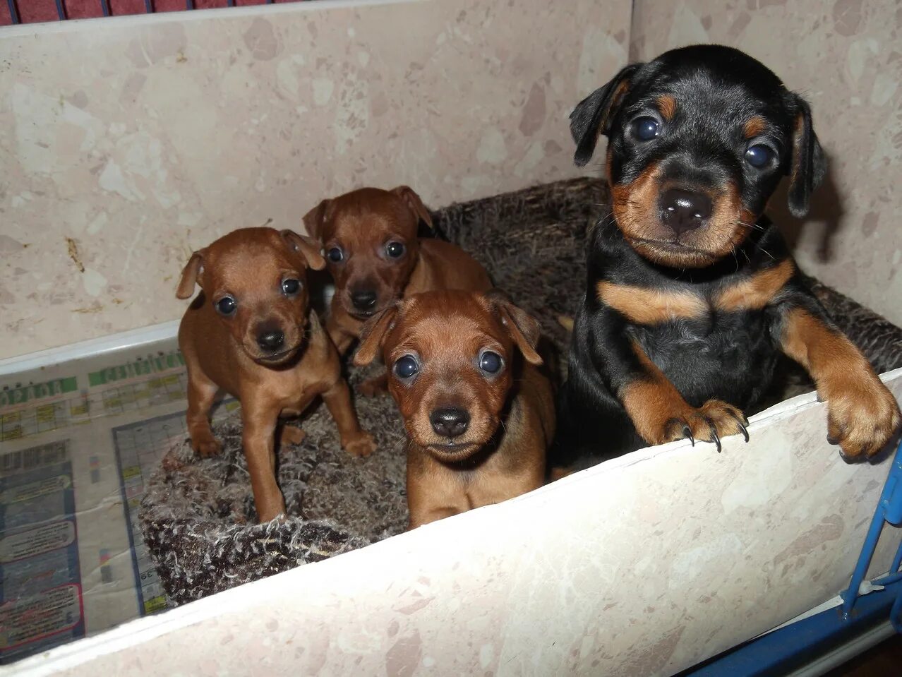 Немецкая овчарка щенок и взрослый. Этапы роста собаки. Собака в фаз. Этапы развития собаки. Золотистый ретривер расцветки.