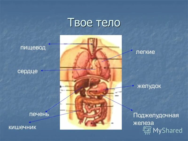 Легкие пищевод. Сердечный поджелудочник. Поджелудочная или сердце.