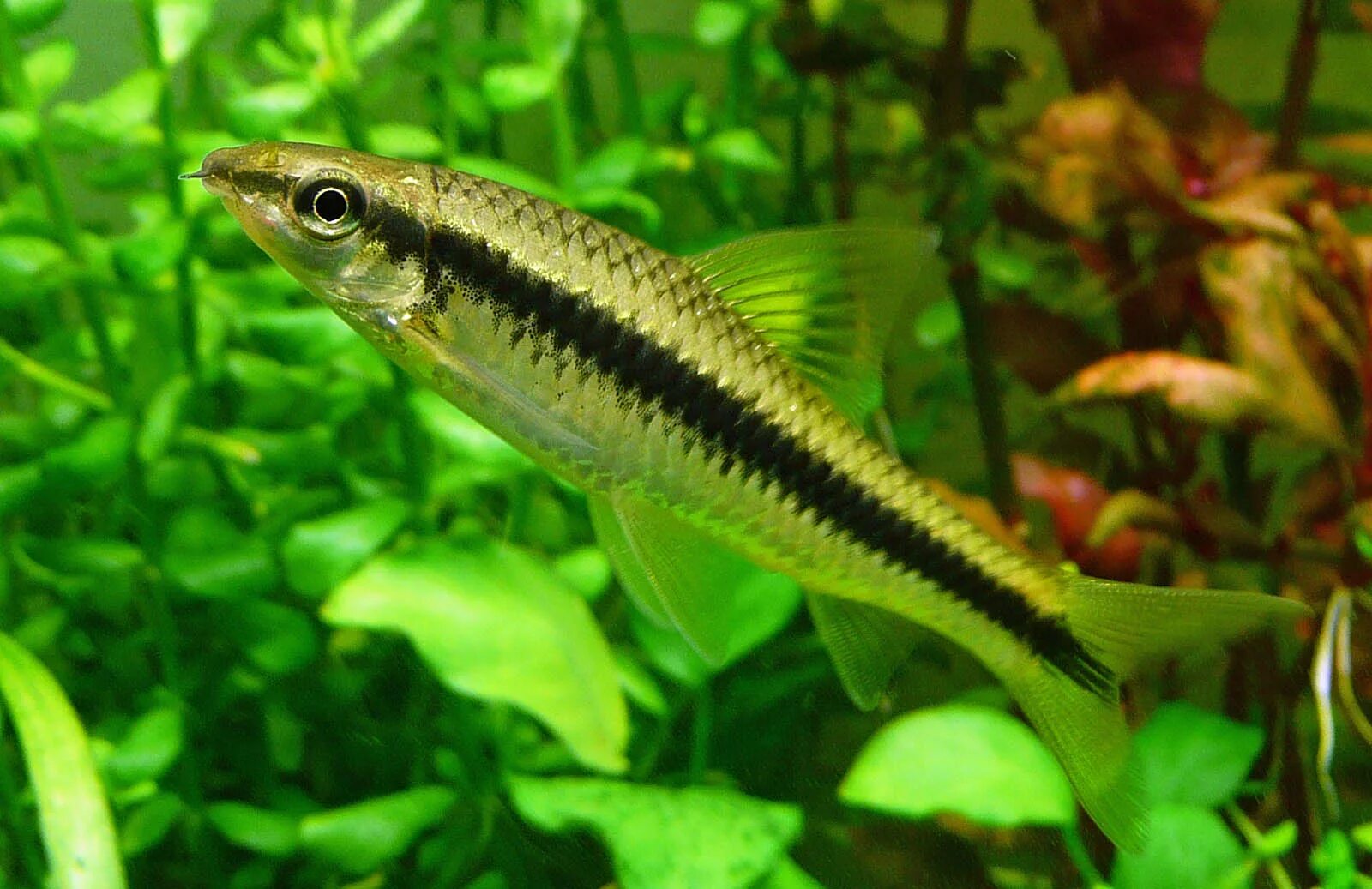 голубой сомик-анциструс. сомик водорослеед отоцинклюс. сомик гиринохейлус. отоцинклюс аквариумная рыбка. отоцинклюс арнольди.