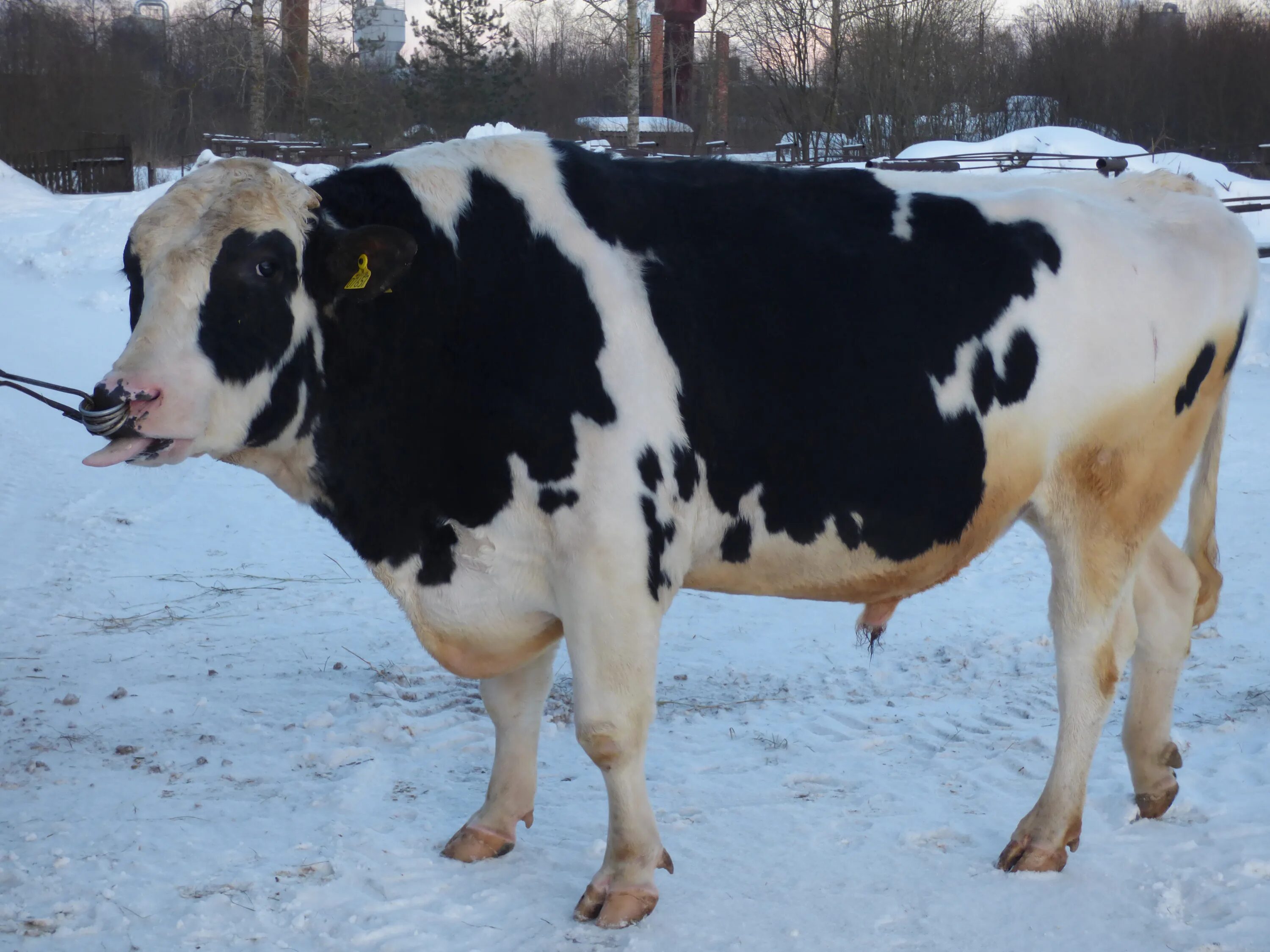 Вологодские оао. Оао заря вологда. Племпредприятие вологодское. Легкая промышленность импортозамещение. Войсковая медицинская лаборатория вмл ал-3.